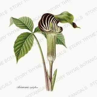 Jack in the Pulpit — vintage botanical Woodland Flowers print on a white background