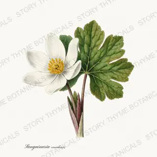 Bloodroot — vintage botanical Woodland Flowers print on a white background