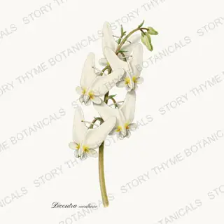 Dutchmans Breeches — vintage botanical Woodland Flowers print on a white background