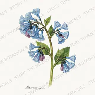 Virginia Bluebells — vintage botanical Woodland Flowers print on a white background