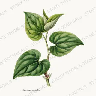 Wild Ginger — vintage botanical Woodland Flowers print on a white background