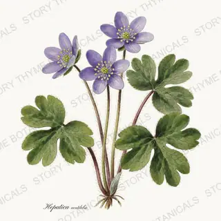 Hepatica — vintage botanical Woodland Flowers print on a white background