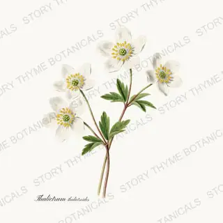 Rue Anemone — vintage botanical Woodland Flowers print on a white background