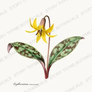Trout Lily — vintage botanical Woodland Flowers print on a white background