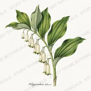 Solomons Seal — vintage botanical Woodland Flowers print on a white background