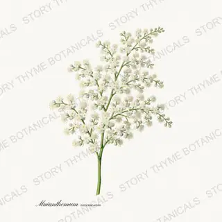 False Solomons Seal — vintage botanical Woodland Flowers print on a white background