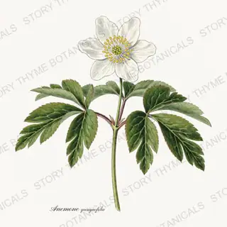 Wood Anemone — vintage botanical Woodland Flowers print on a white background