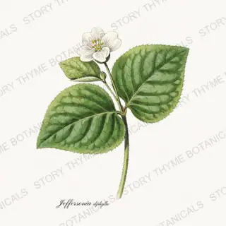 Twinleaf — vintage botanical Woodland Flowers print on a white background