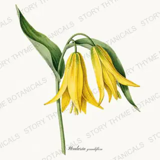 Bellwort — vintage botanical Woodland Flowers print on a white background