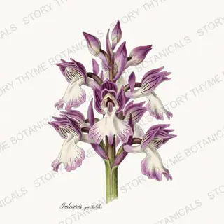 Showy Orchis — vintage botanical Woodland Flowers print on a white background