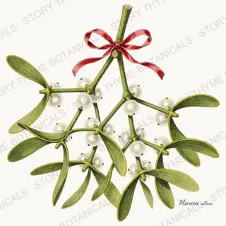Mistletoe — vintage botanical Christmas Botanicals print on a white background