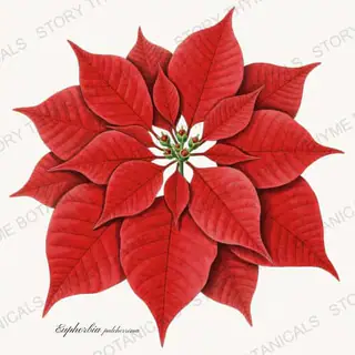 Poinsettia — vintage botanical Christmas Botanicals print on a white background