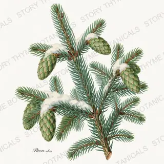 Spruce — vintage botanical Christmas Botanicals print on a white background