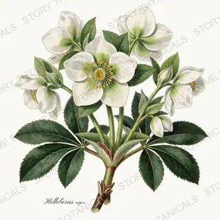 Hellebore — vintage botanical Christmas Botanicals print on a white background