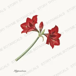 Amaryllis — vintage botanical Christmas Botanicals print on a white background