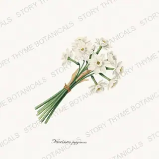 Paperwhites — vintage botanical Christmas Botanicals print on a white background