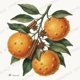 Pomander — vintage botanical Christmas Botanicals print on a white background