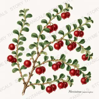 Cranberry — vintage botanical Christmas Botanicals print on a white background