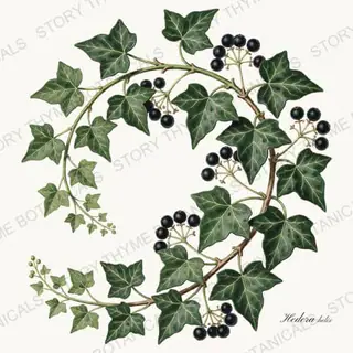 Ivy — vintage botanical Christmas Botanicals print on a white background