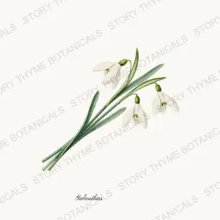 Snowdrops — vintage botanical Christmas Botanicals print on a white background