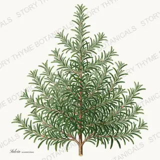 Rosemary Tree — vintage botanical Christmas Botanicals print on a white background